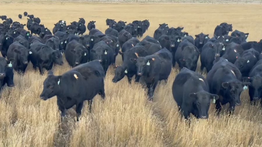 April calving, Fancy, 925-975lbs! Flexible on delivery date!- BH1001A5